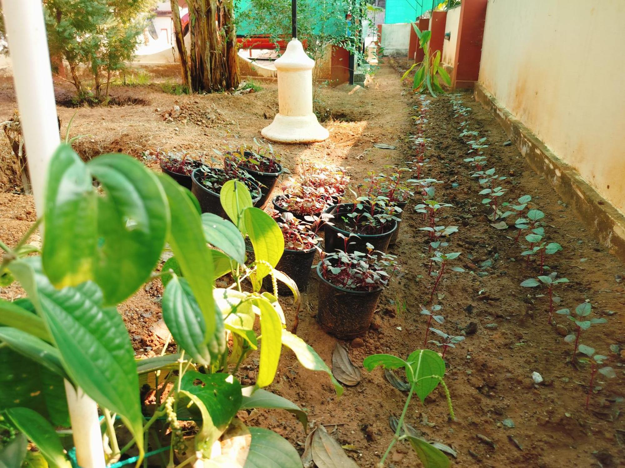 The Ixora - A Boutique Homestay バルカラ エクステリア 写真